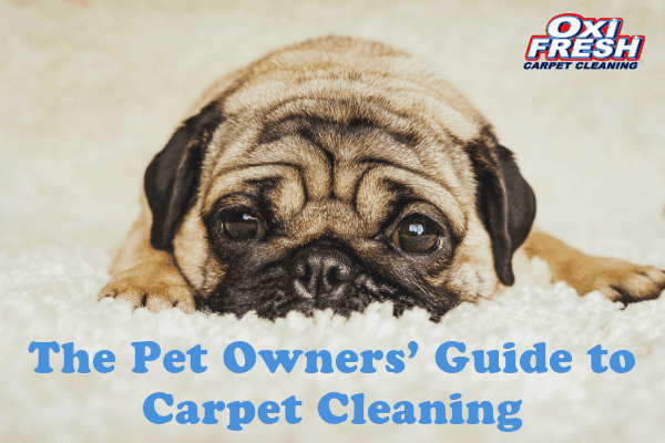 This image features a dog lying on a white carpet with the overlaid words "The Pet Owners' Guide to Carpet Cleaning."
