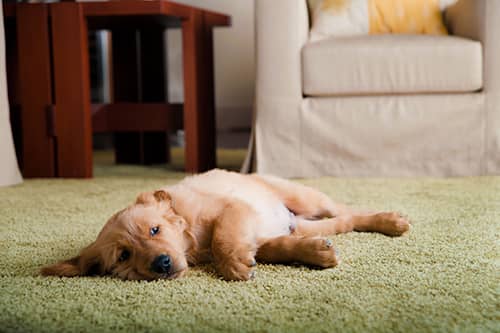 Golden Retriever puppy laying on carpet